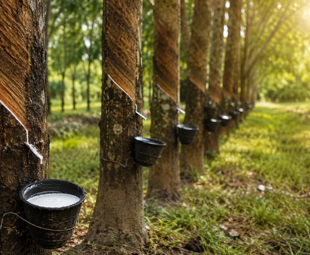 How the rubber industry has evolved in Malaysia